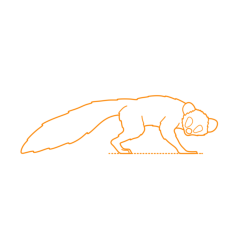 Animals Lemuriforms Aye Aye Line Tracing Svg Vector, Free Vectors File